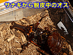 �T�i�M����E�璆�̃I�X